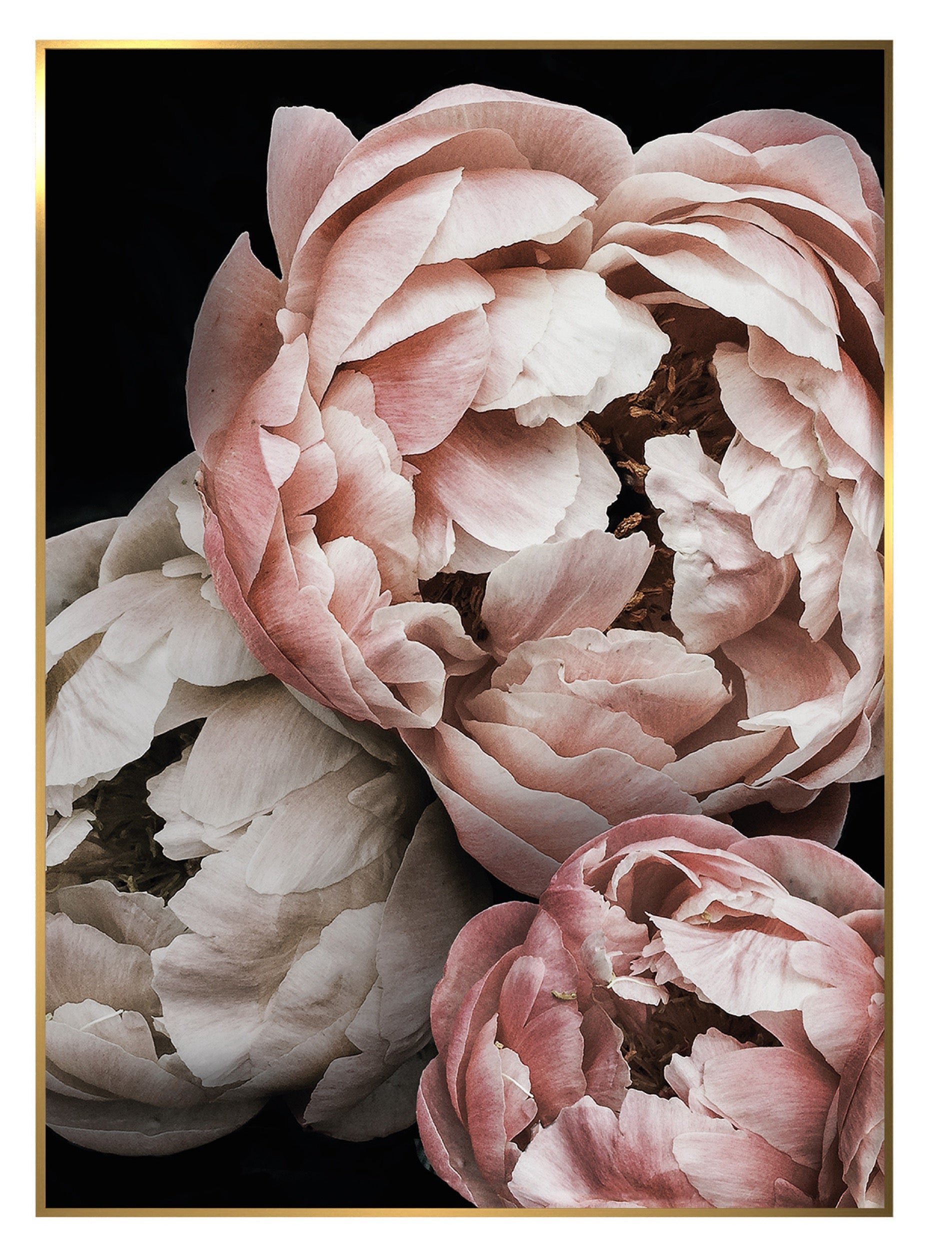 Obraz w ramie Peony 70x50 cm
